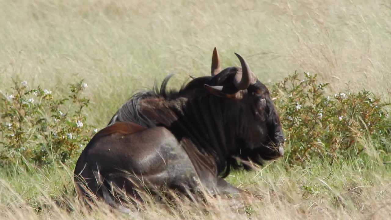 Blue Wildebeest resting in a field, eating grass while lying down
