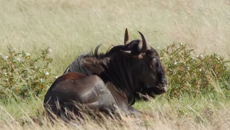 blue wildebeest resting in a field, eating grass while lying down
