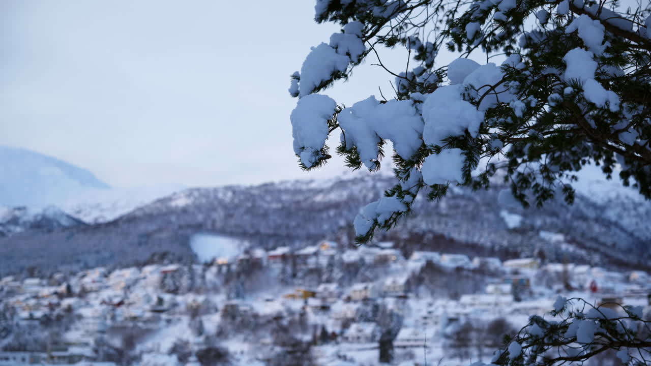 Close up of snowy tree with house and mountain in the background