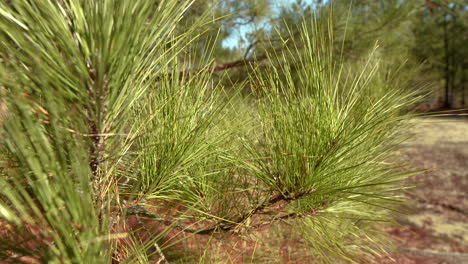 agujas de pino en carolina del norte