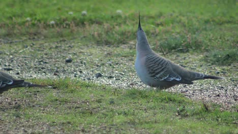 Haubentaube-Auf-Kies-Gras-Auffahrt-Picken-Futtersuche-Australien-Gippsland-Victoria-Maffra