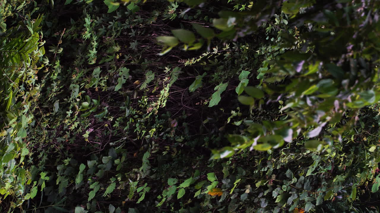 tiro vertical de la jungla