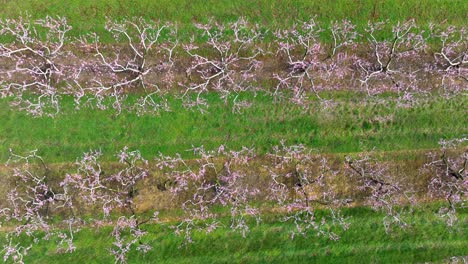 Vista-Aérea-De-Arriba-Hacia-Abajo-De-Un-Huerto-Floreciente-En-Una-Brumosa-Mañana-De-Primavera,-Flores-Cubiertas-De-Rocío,-Paisaje-Brumoso-En-El-Fondo,-Granja-De-Melocotones-En-Pensilvania,-Estados-Unidos