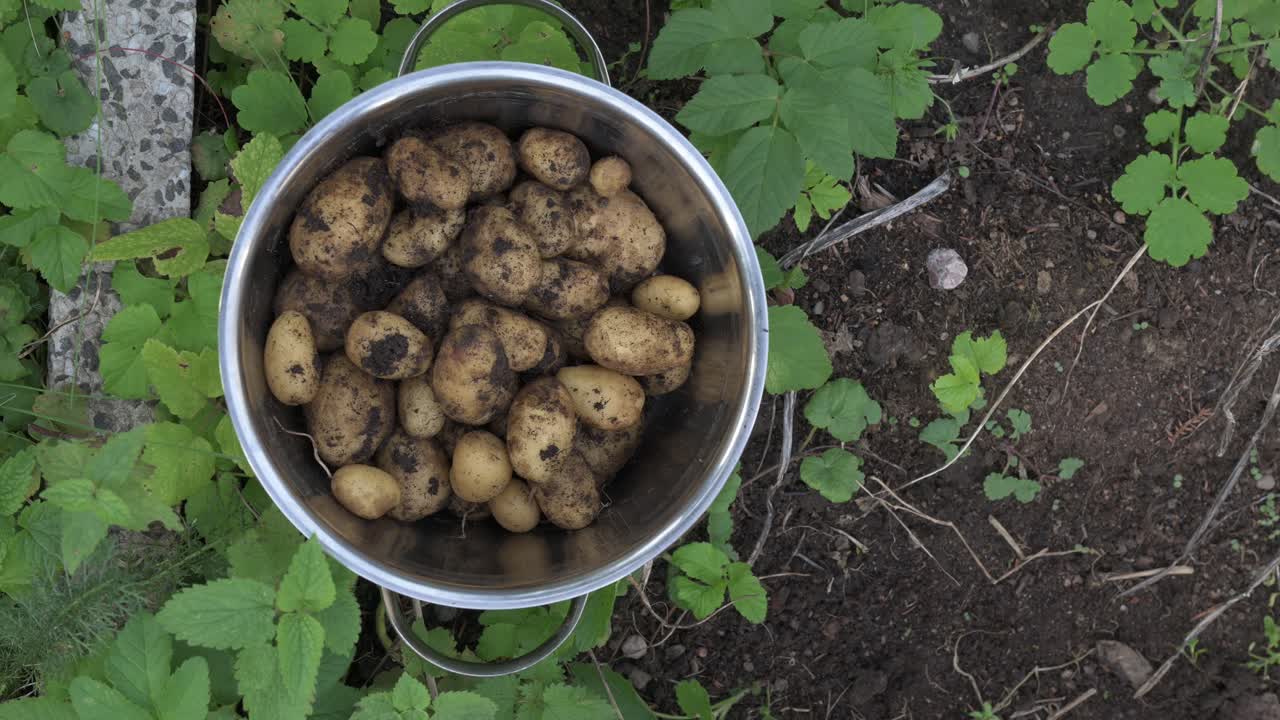 Organic potatoes collected to pot outdoors in home garden in Northern Europe Scandinavia