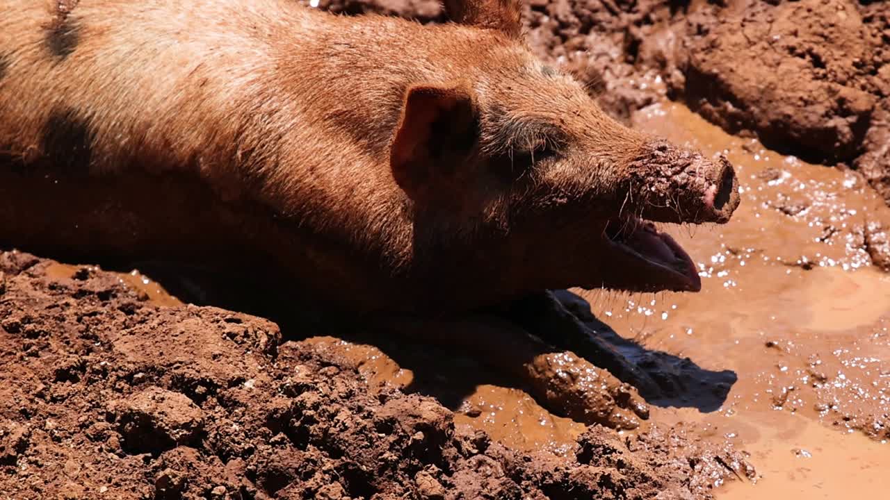 A pig basks in the sun, enjoying the coolness of a muddy patch.