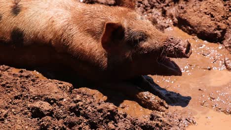 a pig basks in the sun, enjoying the coolness of a muddy patch.