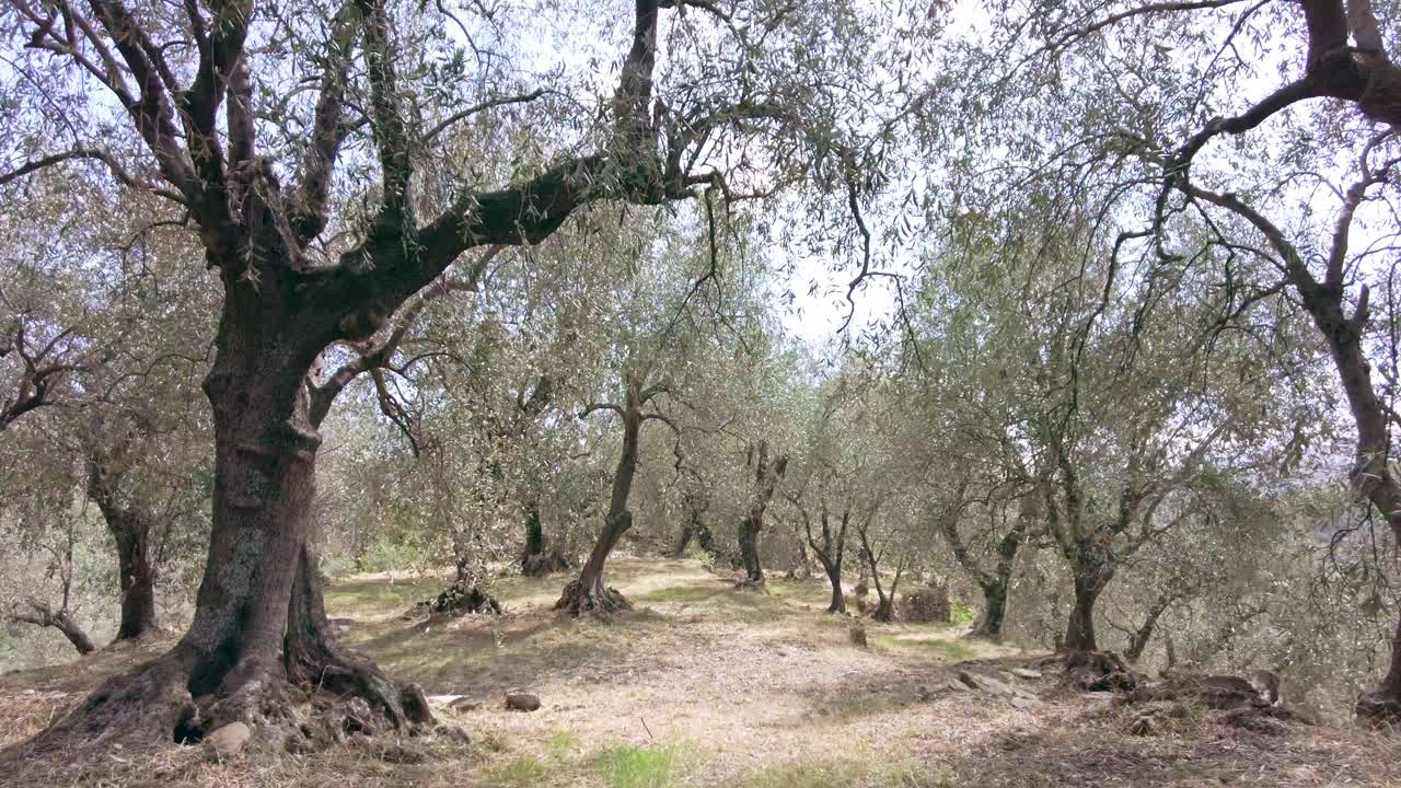 Beautiful italian olive tree forest in Prelà Castello in Liguria on a sunny summerday