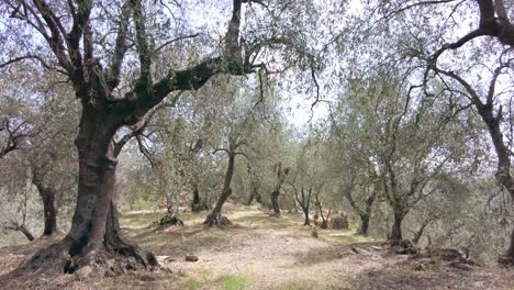 Hermoso-Bosque-De-Olivos-Italianos-En-Prelà-Castello-En-Liguria-En-Un-Soleado-Día-De-Verano