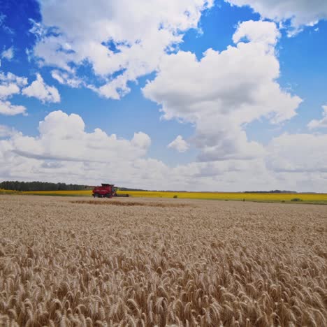 harvesting of wheat field with combine