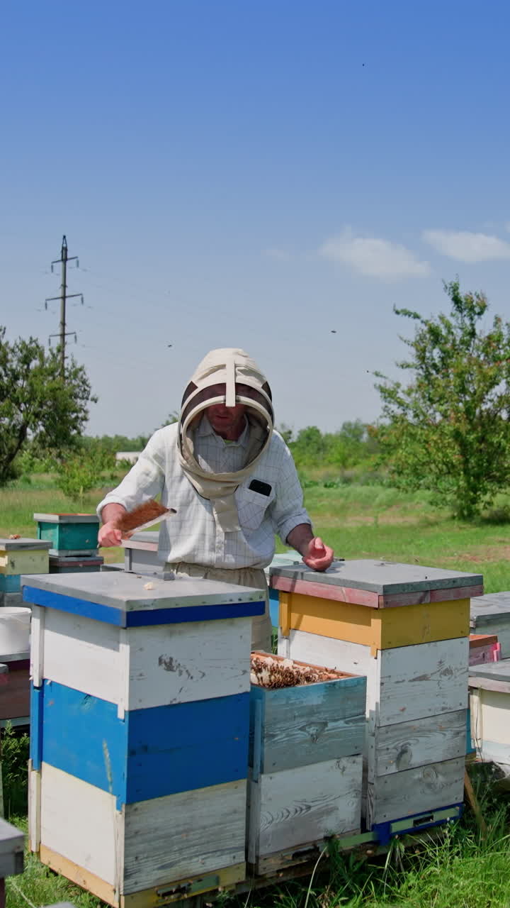Apiarist working near wooden beehives. Bees flying and carrying honey on the apiary. Bee master in protective hat among hives. Apiculture concept. Vertical video
