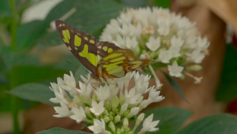 macro slow motion showing species green black butterfly working in flower,slow motion