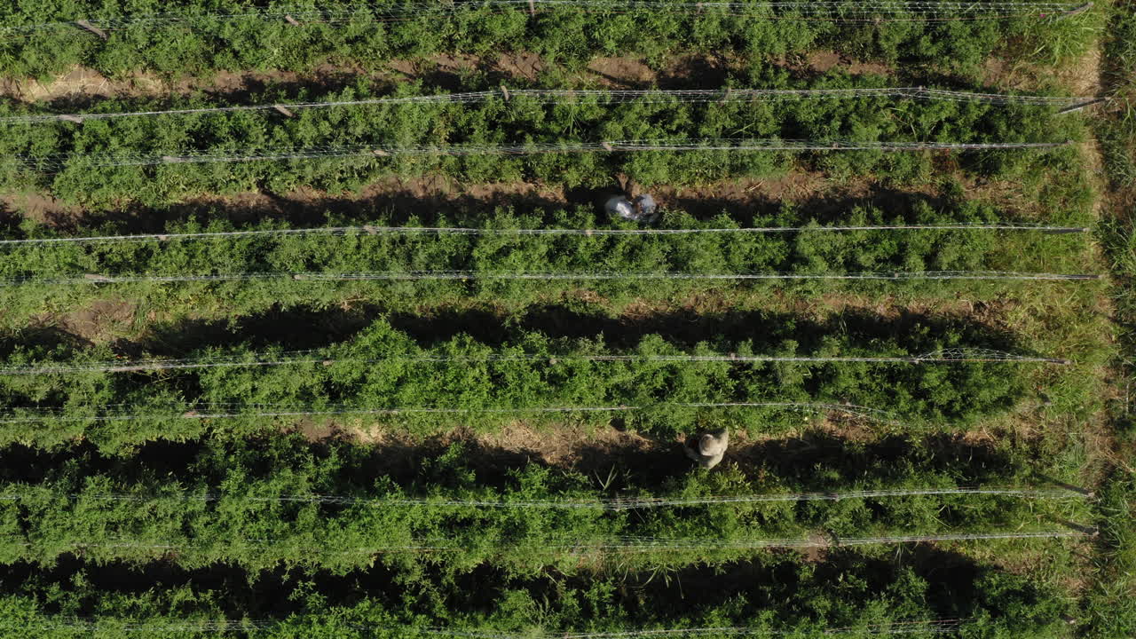 agricultores recogiendo tomates orgánicos de plantas verdes en plantaciones, vista aérea de arriba hacia abajo