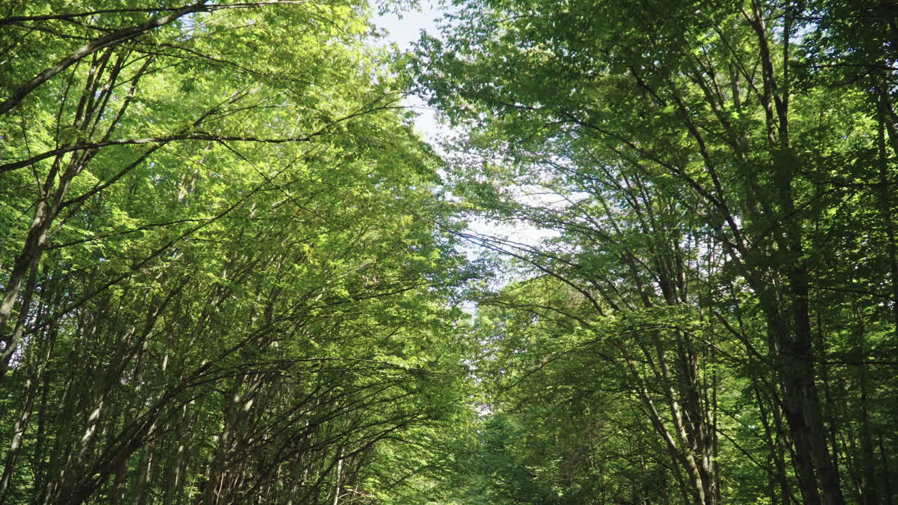 Flight under crowns of green trees in forest. Thick vegetation. Beautiful forest