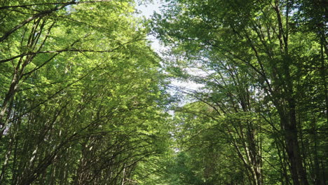 flight under crowns of green trees in forest. thick vegetation. beautiful forest