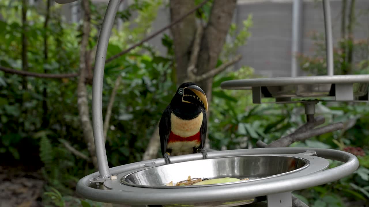 シンガポールの動物園で、止まり木に止まって首を回すアラサリ