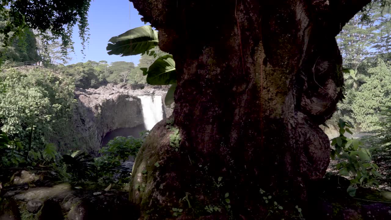 un revelador arco iris cae detrás de un árbol.