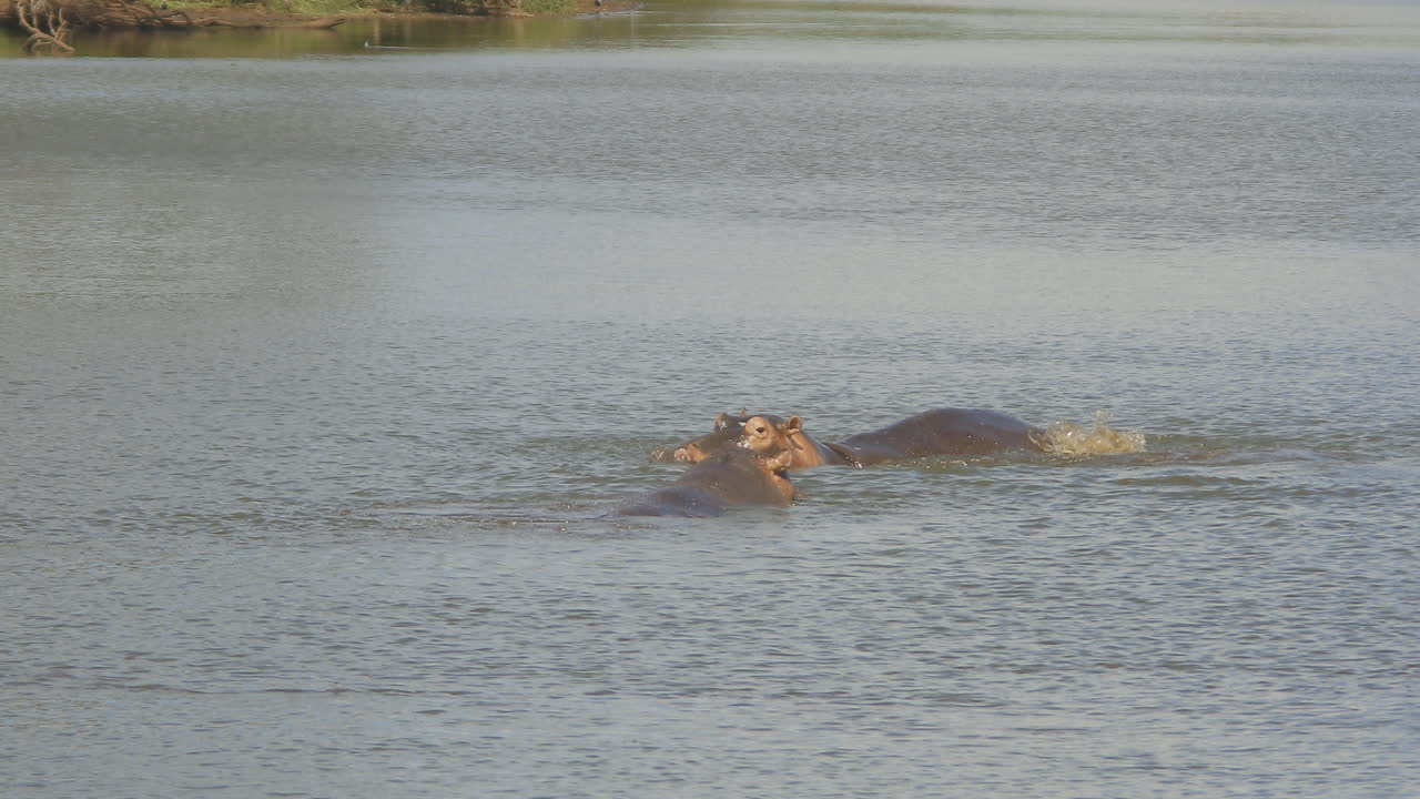 dos hipopótamos nadando en un lago en el parque nacional kruger