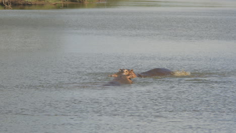 Dos-Hipopótamos-Nadando-En-Un-Lago-En-El-Parque-Nacional-Kruger