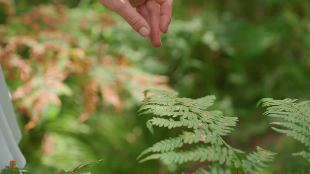 Close up view of gentle hand touching green fern leaf tenderly in forest sunlight showing emotion of peace softness and connection with nature as breeze moves leaves