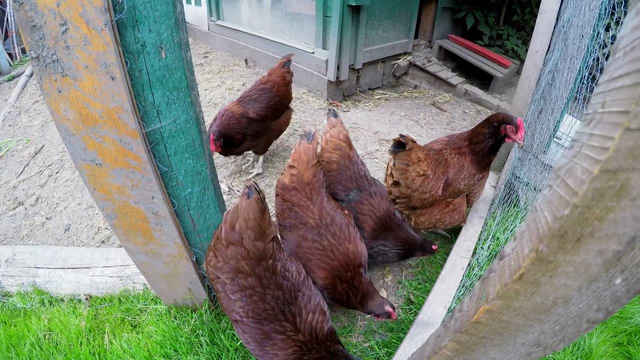 ⁇ 집에서 먹이를 먹는  ⁇  4k