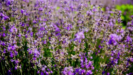 el viento suave balancea los campos de lavanda durante la primavera