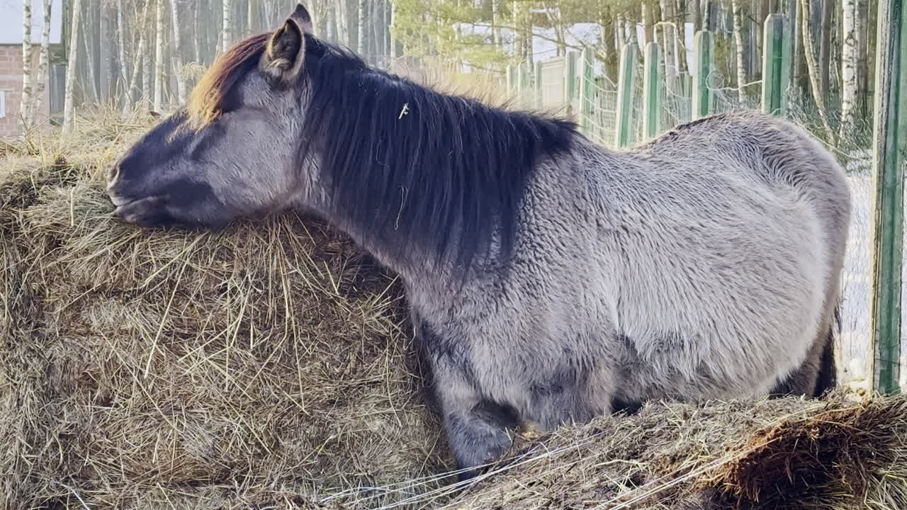 Cavalli che mangiano fieno in una fattoria circondati da alberi nel pomeriggio, vicino a una stalla.