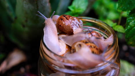 Common-snails,-Cornu-aspersum,-escaping-from-glass-jar