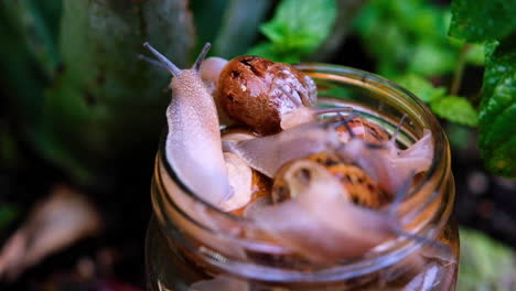 common snails, cornu aspersum, escaping from glass jar