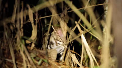 looking through the thick of brown grass in the forest in the middle of the night, then it rested on the ground to observe around