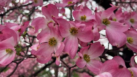 dogwood tree close up 4k