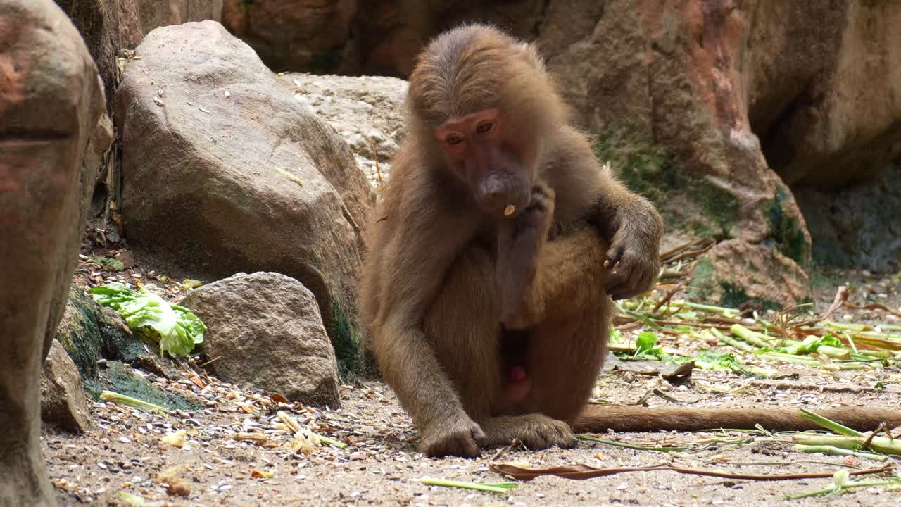 Un giovane babbuino Amadriade (Papio hamadryas) è seduto a terra, raccoglie e mangia del cibo, e si gratta il collo con la zampa posteriore, primo piano.