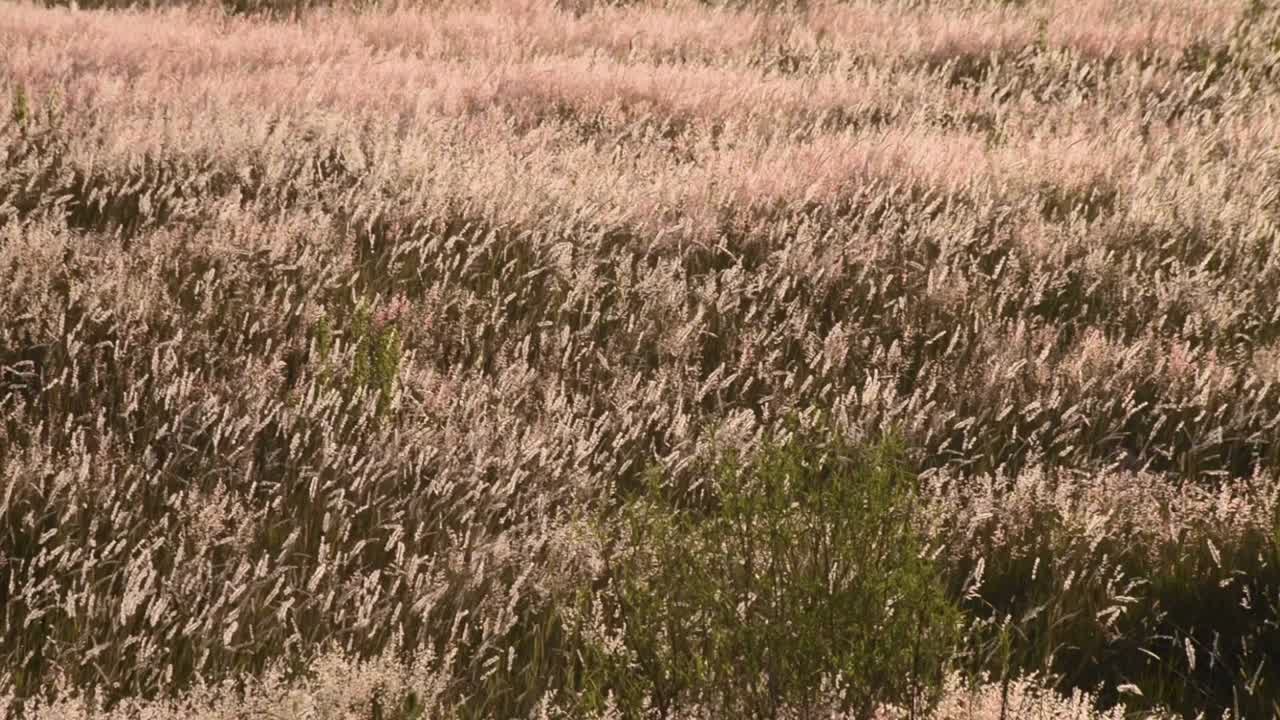 푸에블라 멕시코 라틴 아메리카에서 화창한 여름 오후에 산들 바람에 의해 움직이는 야생 풀 꽃