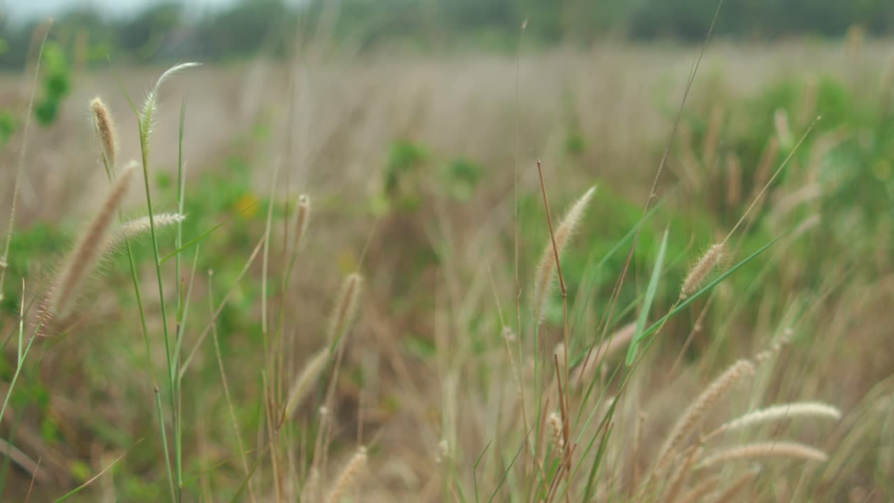 Wild grass field with flowering foxtail plants, showcasing natural beauty and tranquil outdoor environment, highlighting growth and organic textures in softness