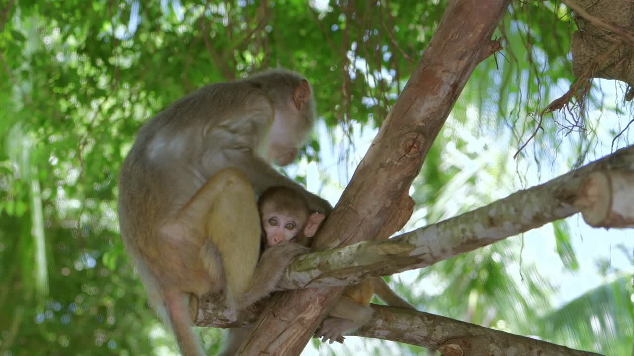 mono dorado cuidando a su hijo en el árbol en la ciudad de danang, península khi son tra de vietnam