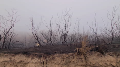 POV-Driving-Past-Charred-Burnt-Trees-And-Landscape-At-Hemet-In-Riverside-County