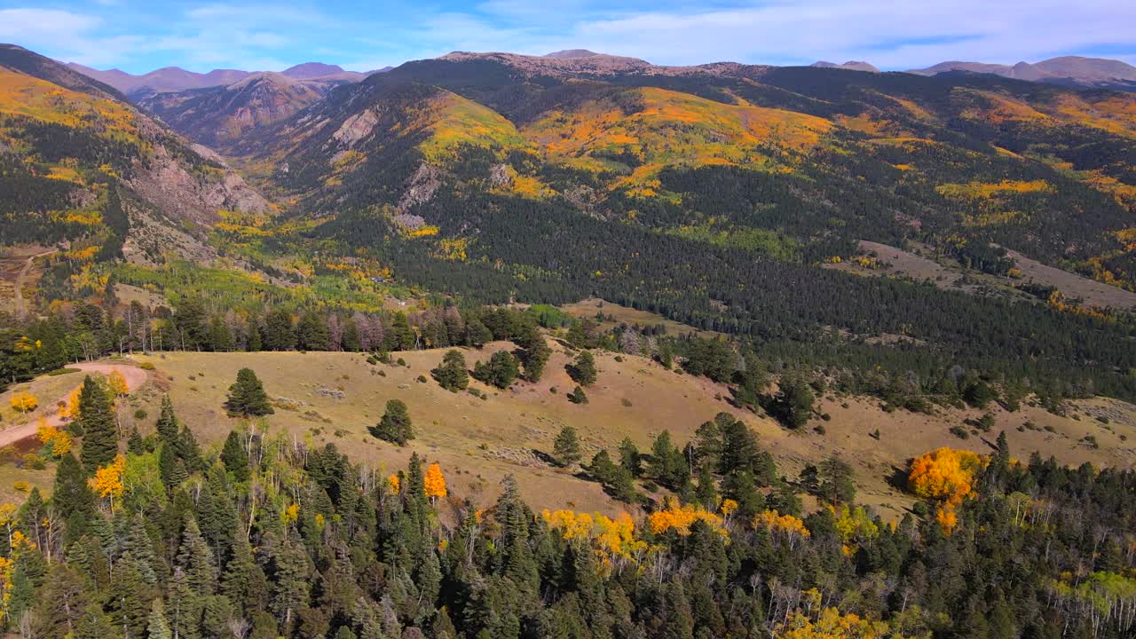 Vista aerea di pioppi tremuli nella foresta di montagna durante l'autunno