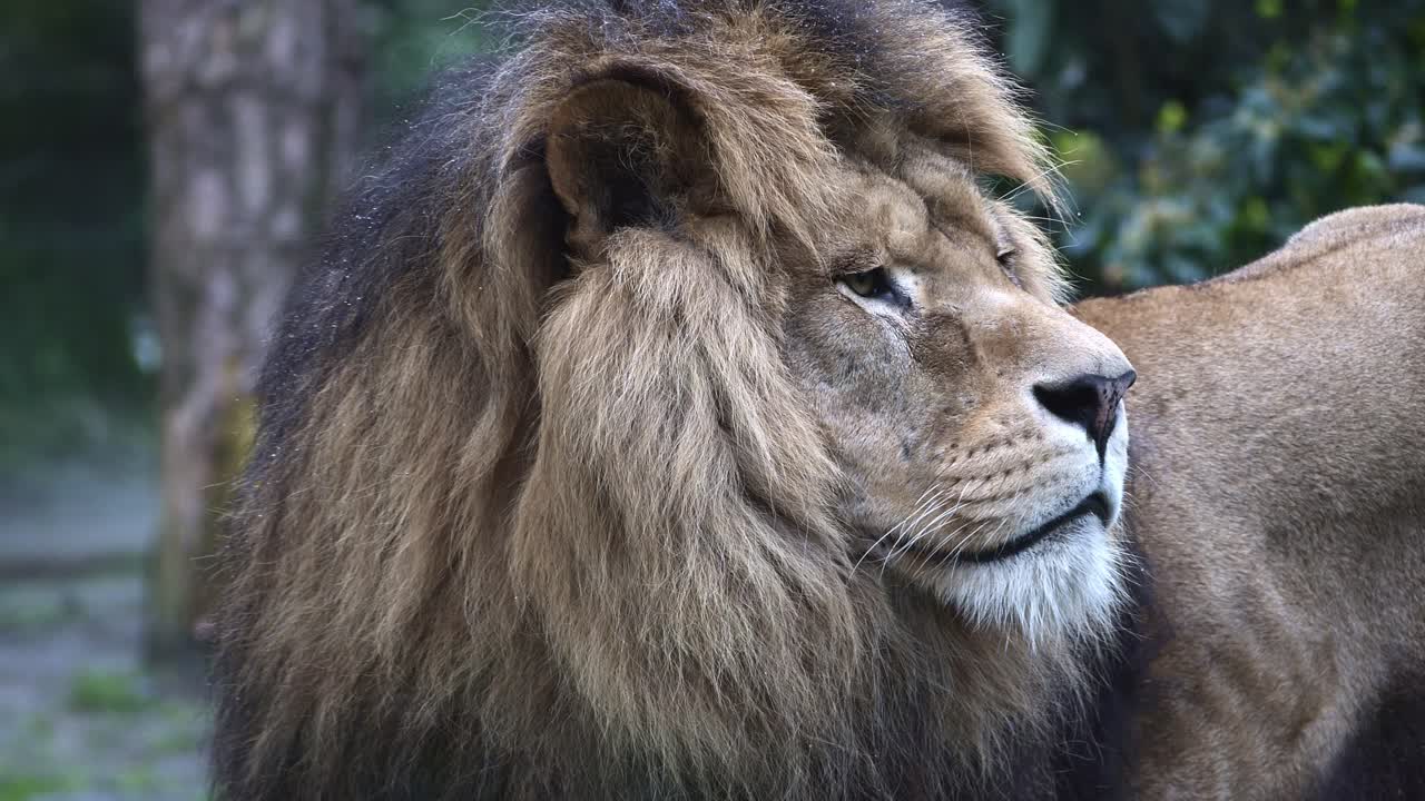 el león macho mira hacia atrás y mueve su oreja, de cerca