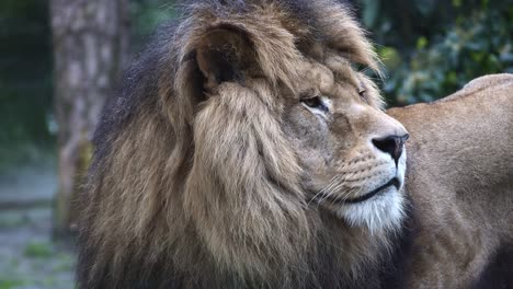 male lion looks back and moves his ear, close-up