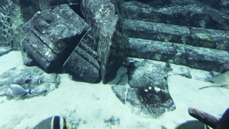 a manta ray swimming close to a shark inside of a aquarium