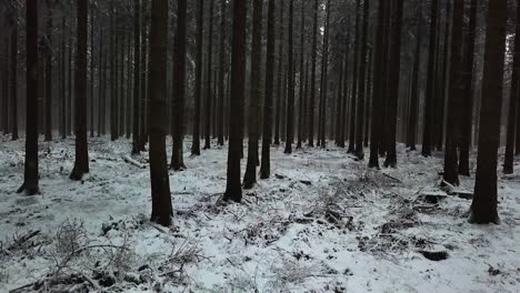 drone flys backwards between trees in winter in snow