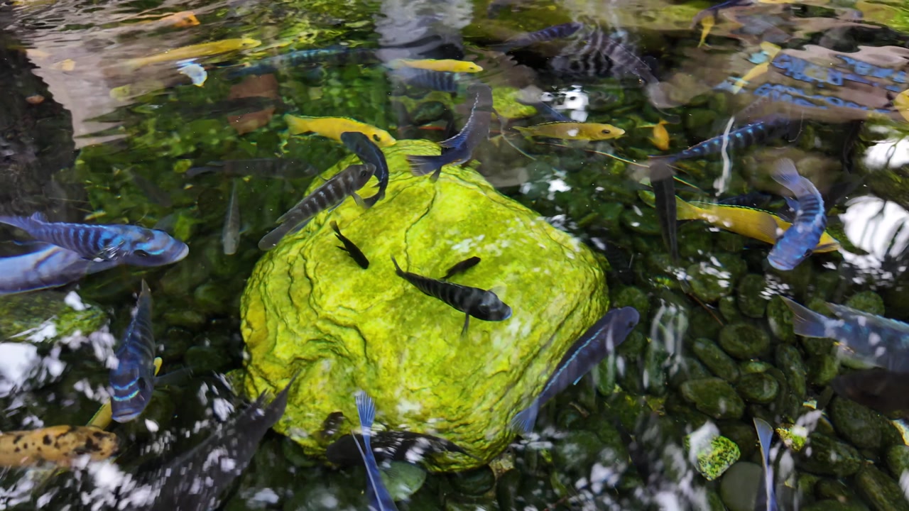 Colorful Cichlid Fish Swimming Around a Green Rock in Clear Water