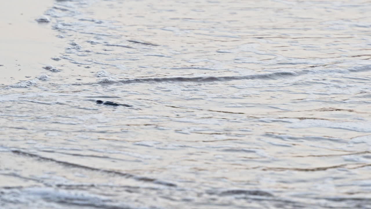 외로운 바다 거북이가 새벽에 평화로운 모래 해변에서 서서히 바다를 향해 향합니다.