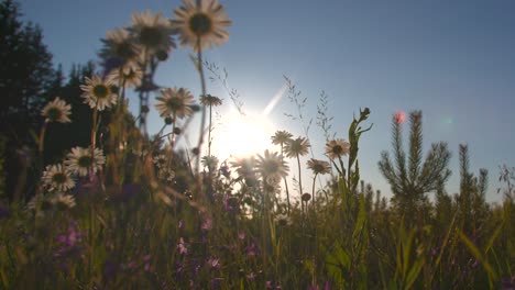 daisy meadow in sunlight