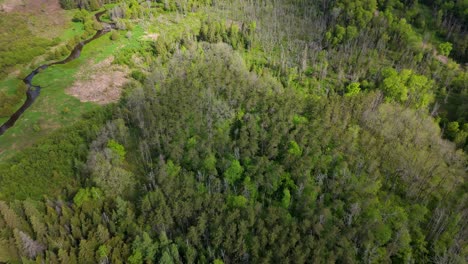 green forest and water stream near caledon in canada, wide drone shot