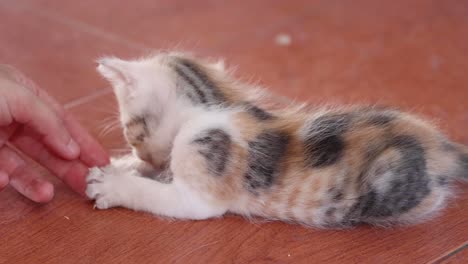 a small kitten interacts with a person's hand.