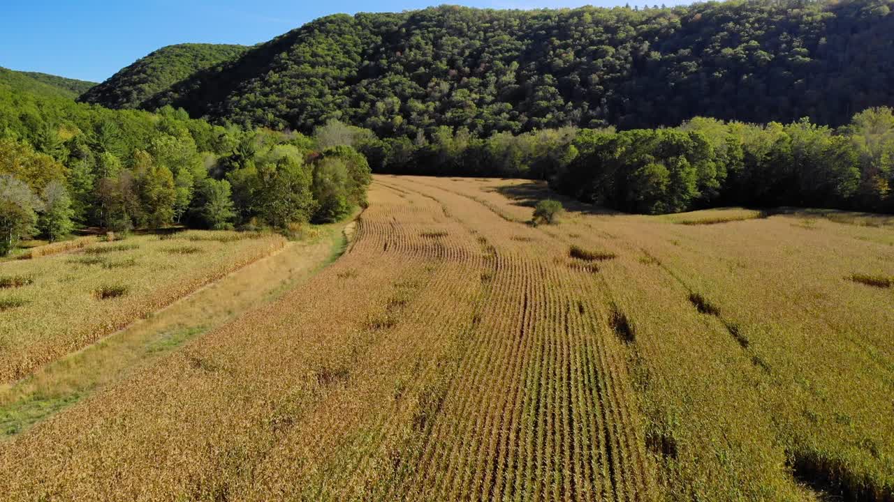 toma aérea volando sobre el campo de maíz en las montañas durante el verano