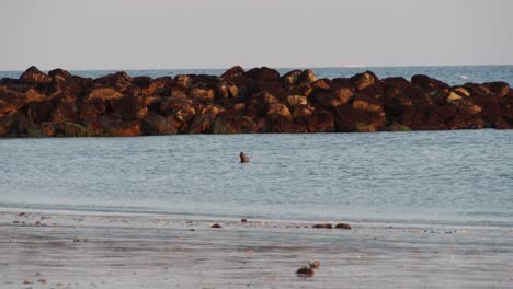 Single-wild-seal-enjoying-warm-coastal-water-of-ocean,-static-slow-motion-view