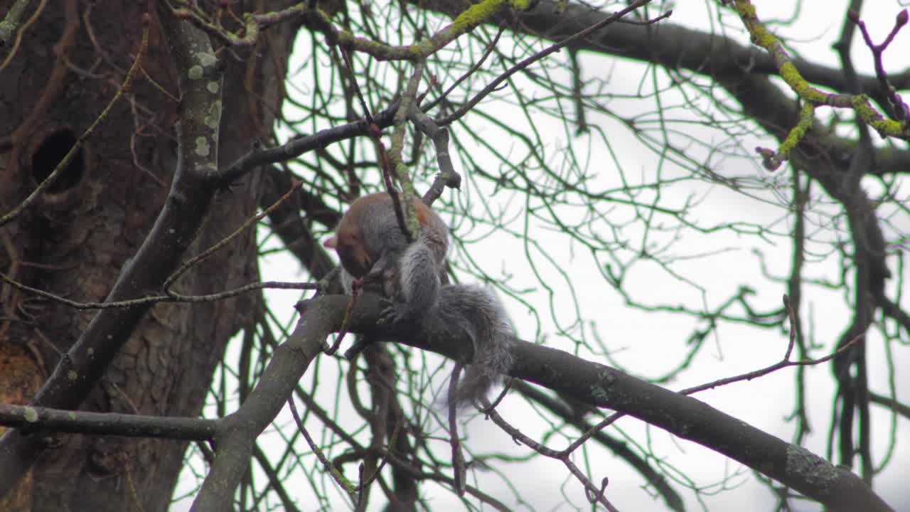 ardilla gris sentada en la rama de un árbol limpiándose y luego huye