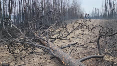 Deserted-forest-environment,-giant-fallen-tree-in-Canada-wildfire-due-to-climate-change,-Kirkland-Lake,-Ontario,-6-11-2023