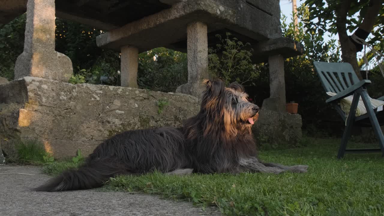 perro briard marrón y gris descansando en la hierba del patio trasero